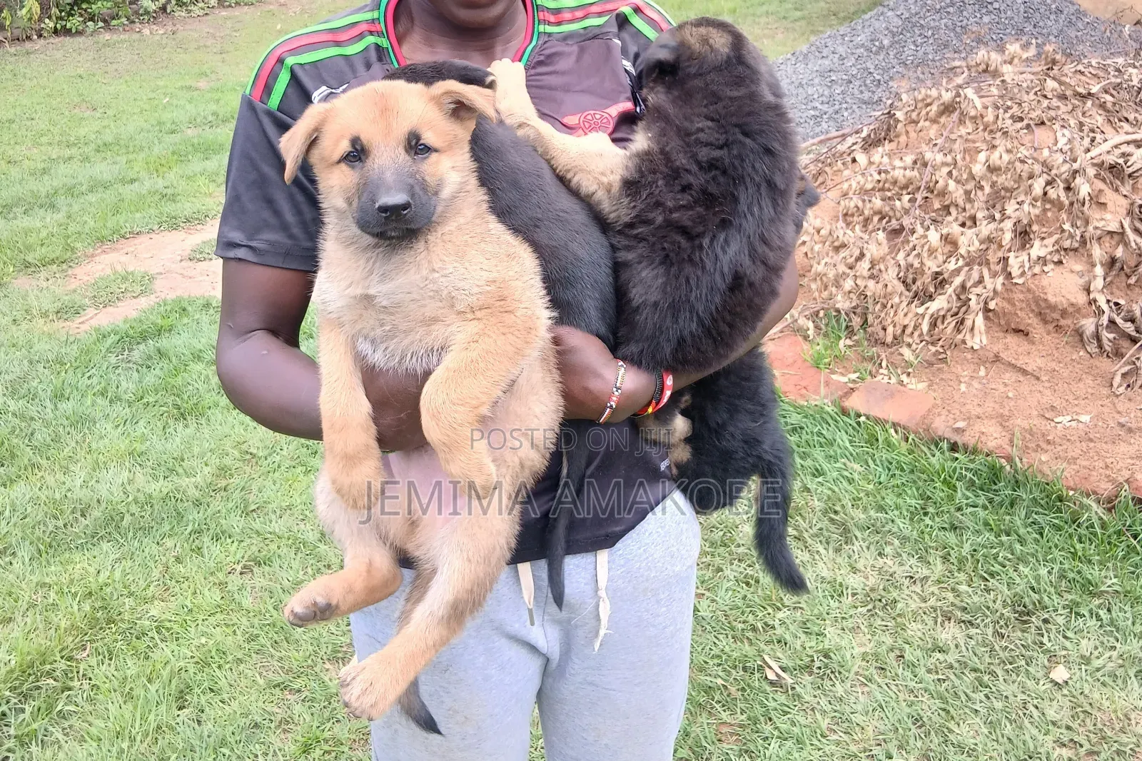 1-3 months Female Purebred German Shepherd