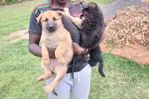 1-3 months Female Purebred German Shepherd