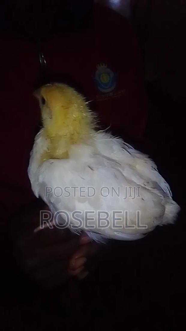 Chicken for Sale - main view