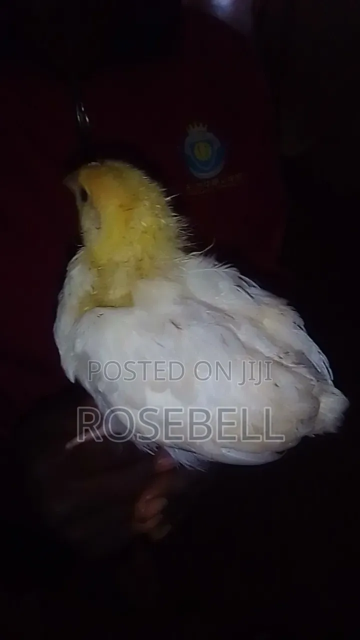 Chicken for Sale