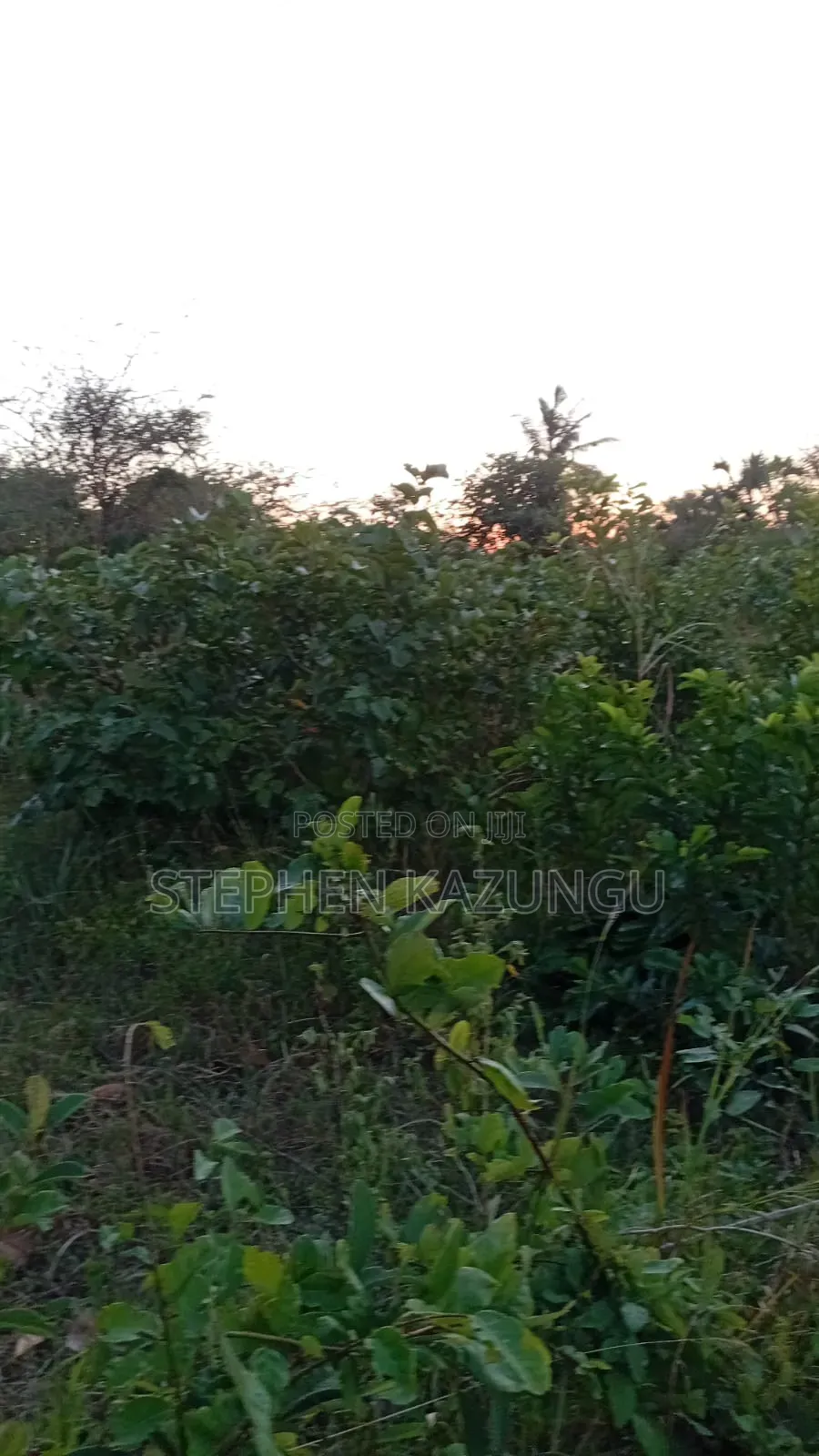 A Green-View 1 Acre Plot Near to Mwabungo Town.