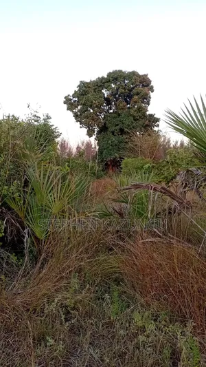 A Green-View 1 Acre Plot Near to Mwabungo Town.