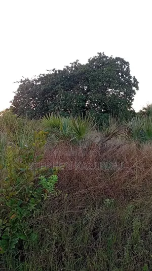 A Green-View 1 Acre Plot Near to Mwabungo Town.