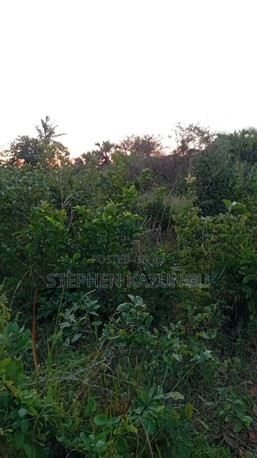 A Green-View 1 Acre Plot Near to Mwabungo Town.