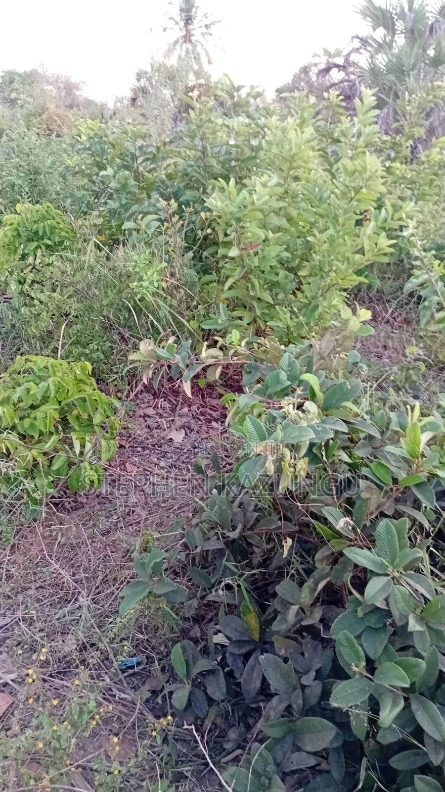 A Green-View 1 Acre Plot Near to Mwabungo Town.