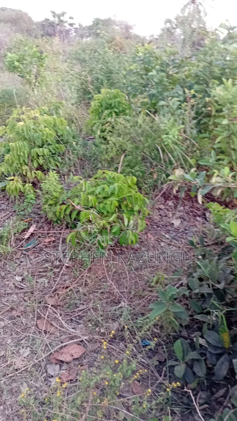 A Green-View 1 Acre Plot Near to Mwabungo Town.