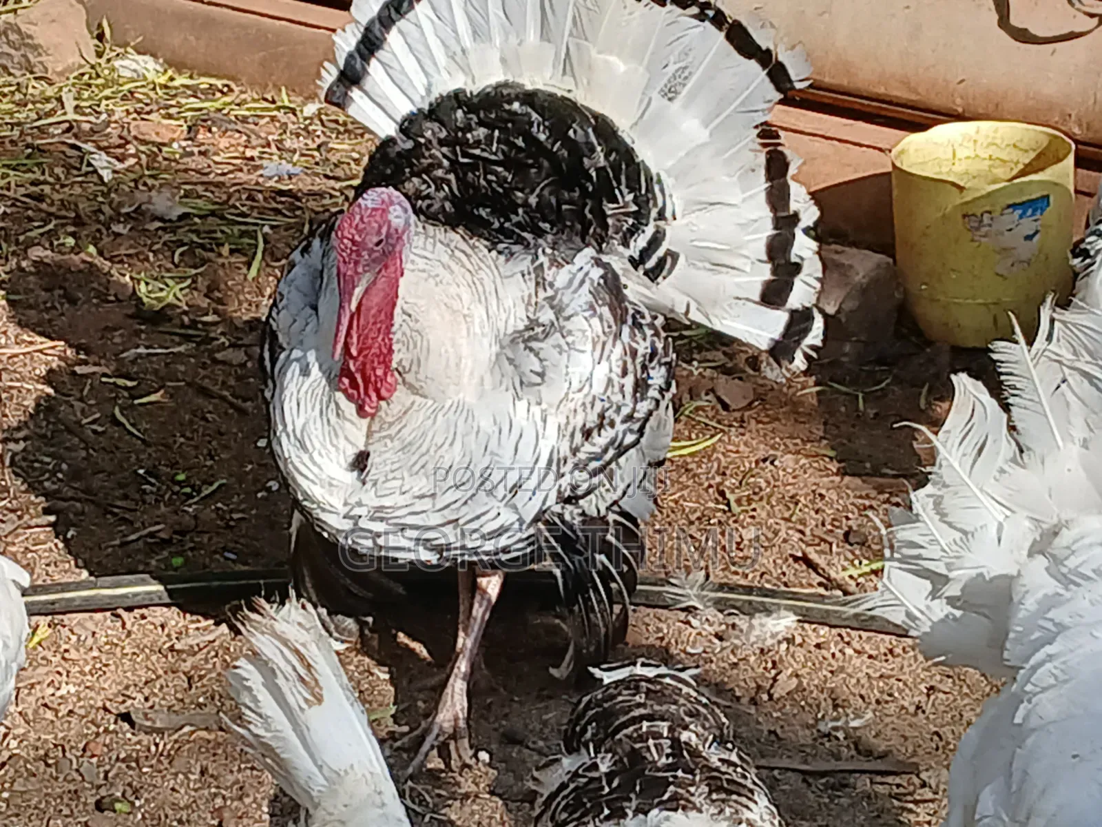 Mature Male Turkeys for Sale