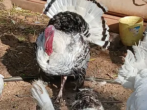 Mature Male Turkeys for Sale