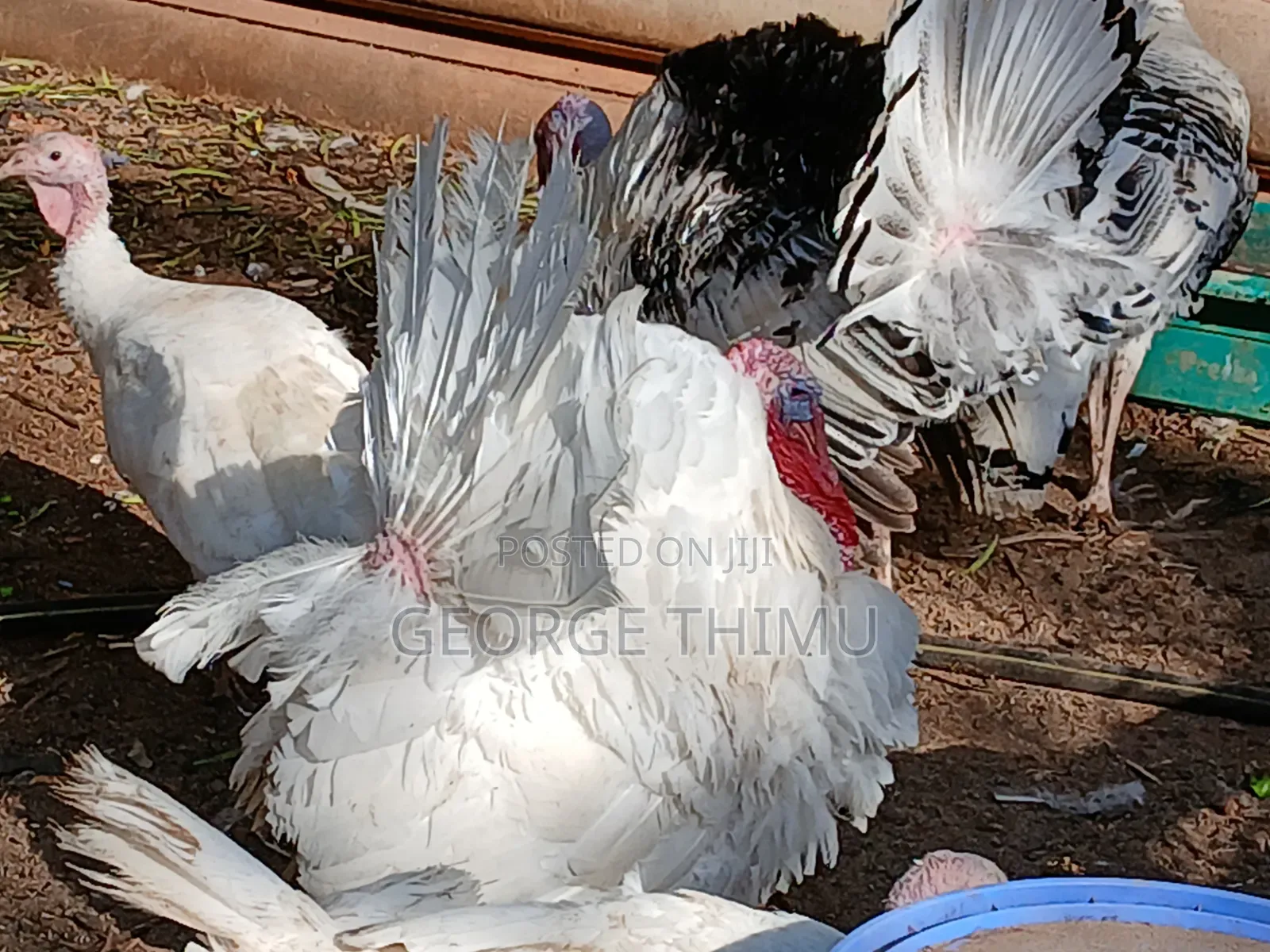 Mature Male Turkeys for Sale