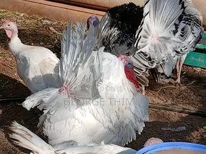 Mature Male Turkeys for Sale