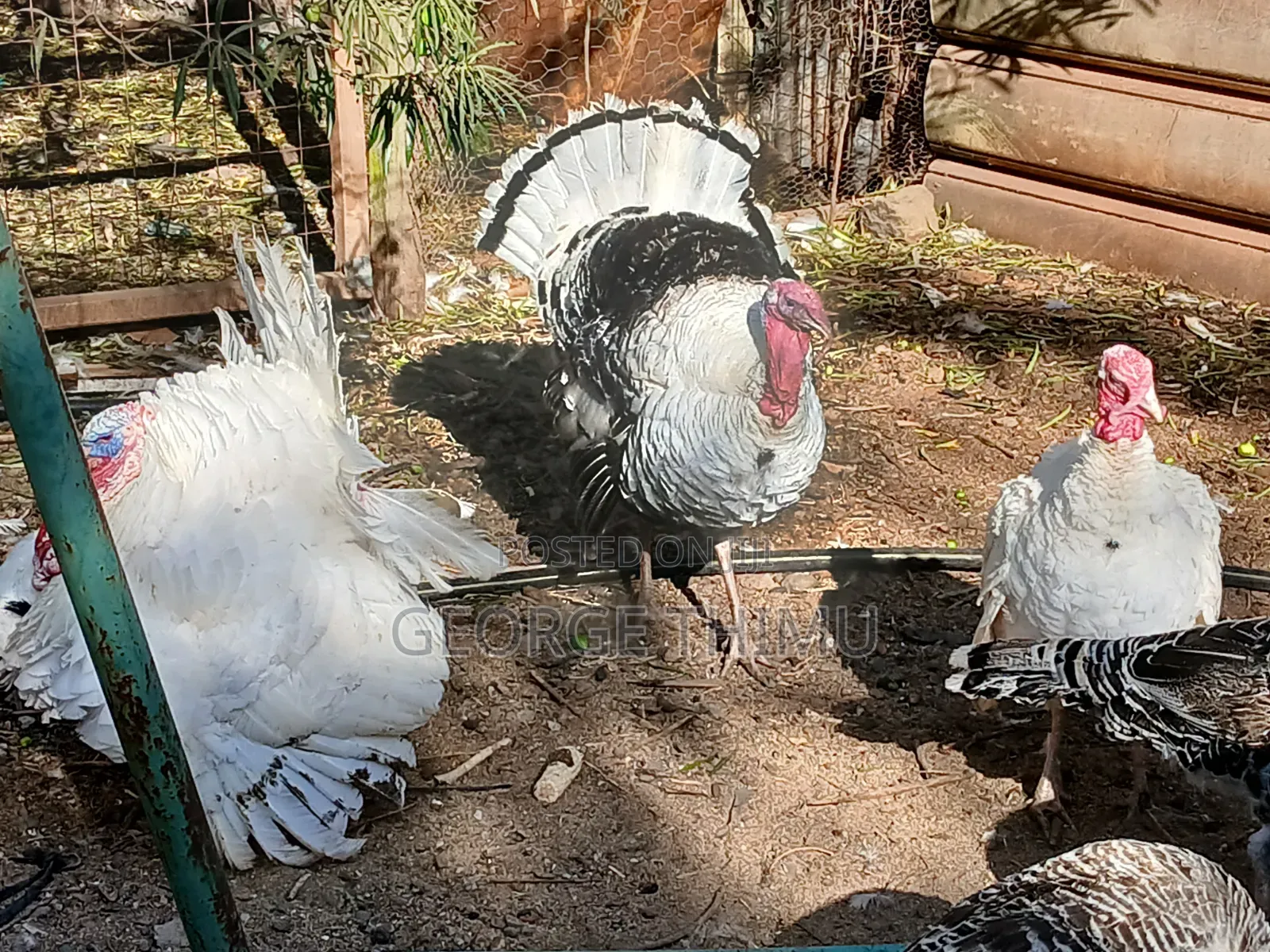 Mature Male Turkeys for Sale