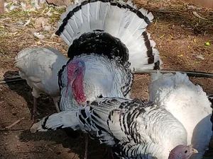 Mature Male Turkeys for Sale