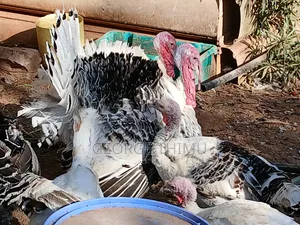 Mature Male Turkeys for Sale