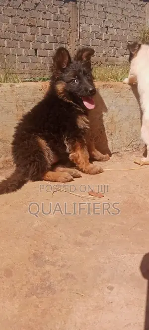 3-6 months Female Purebred German Shepherd