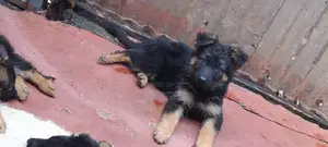 3-6 months Female Purebred German Shepherd