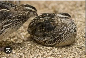 Quail Birds