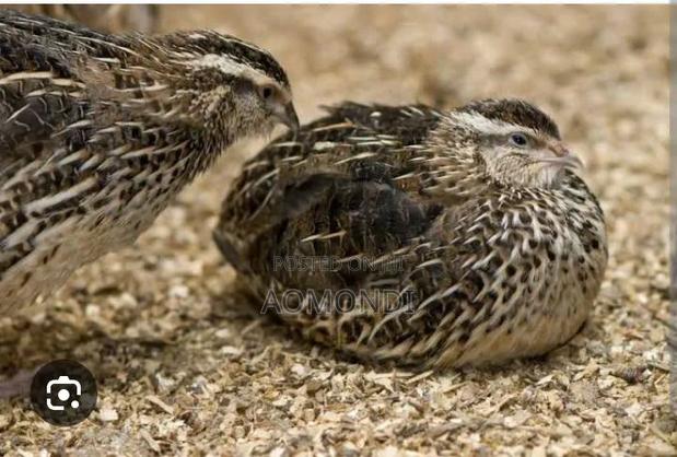 Quail Birds - main view