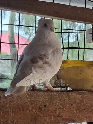 Shortbeak Male