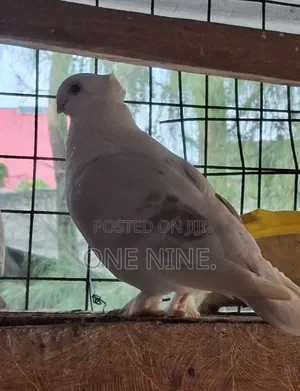 Shortbeak Male