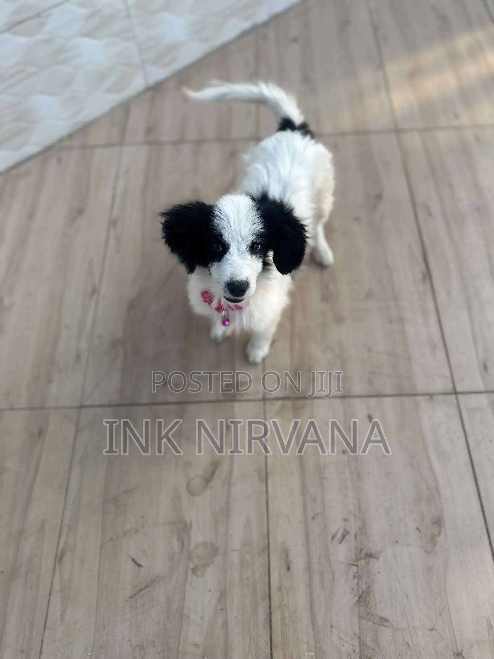 1-3 months Female Purebred Japanese Spitz