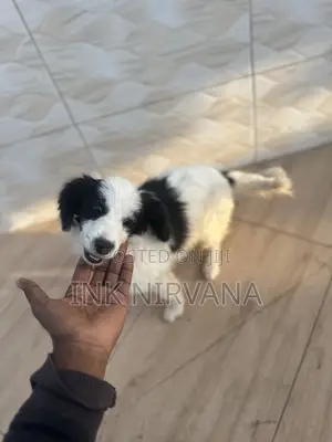 1-3 months Female Purebred Japanese Spitz