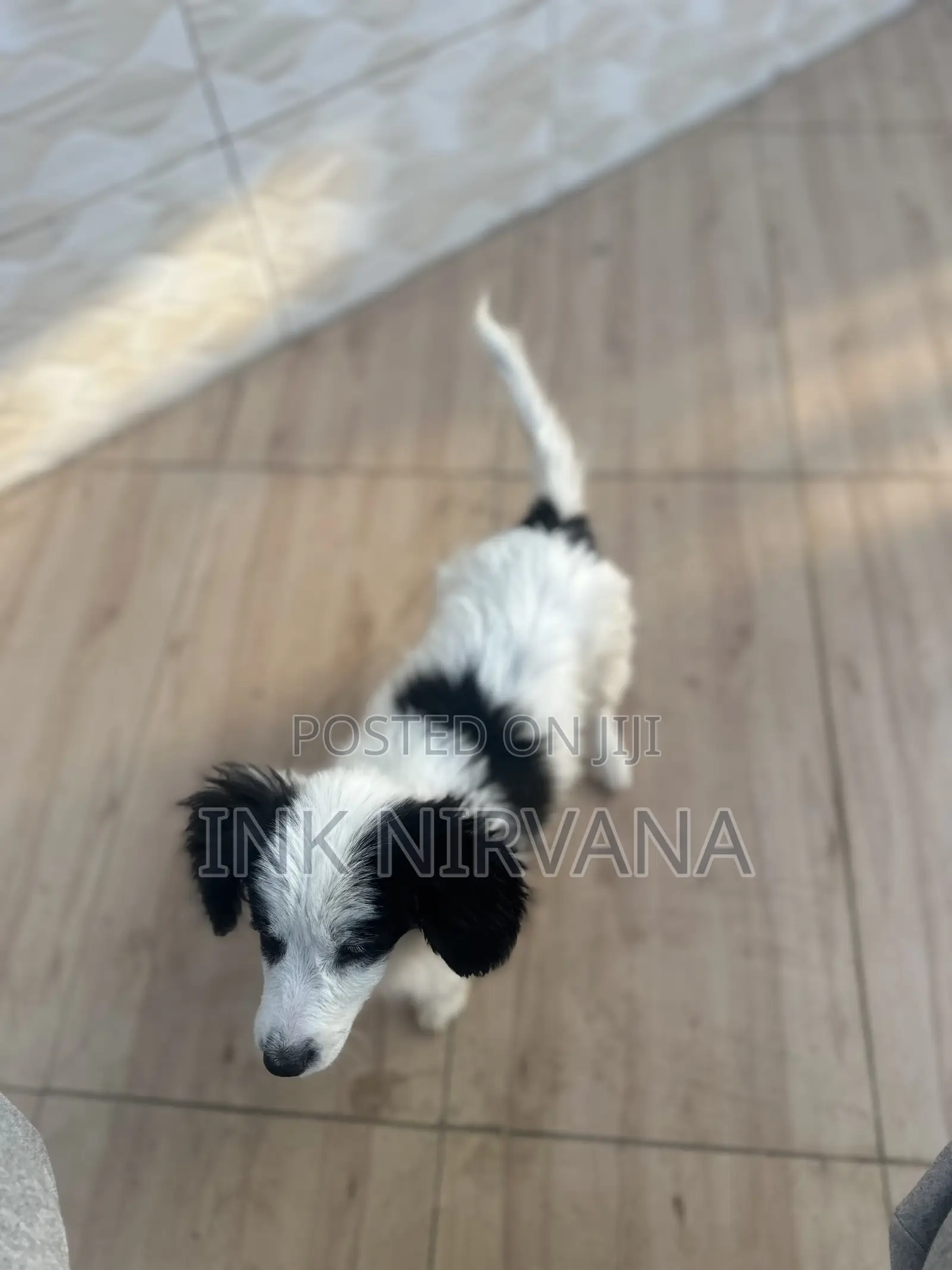 1-3 months Female Purebred Japanese Spitz