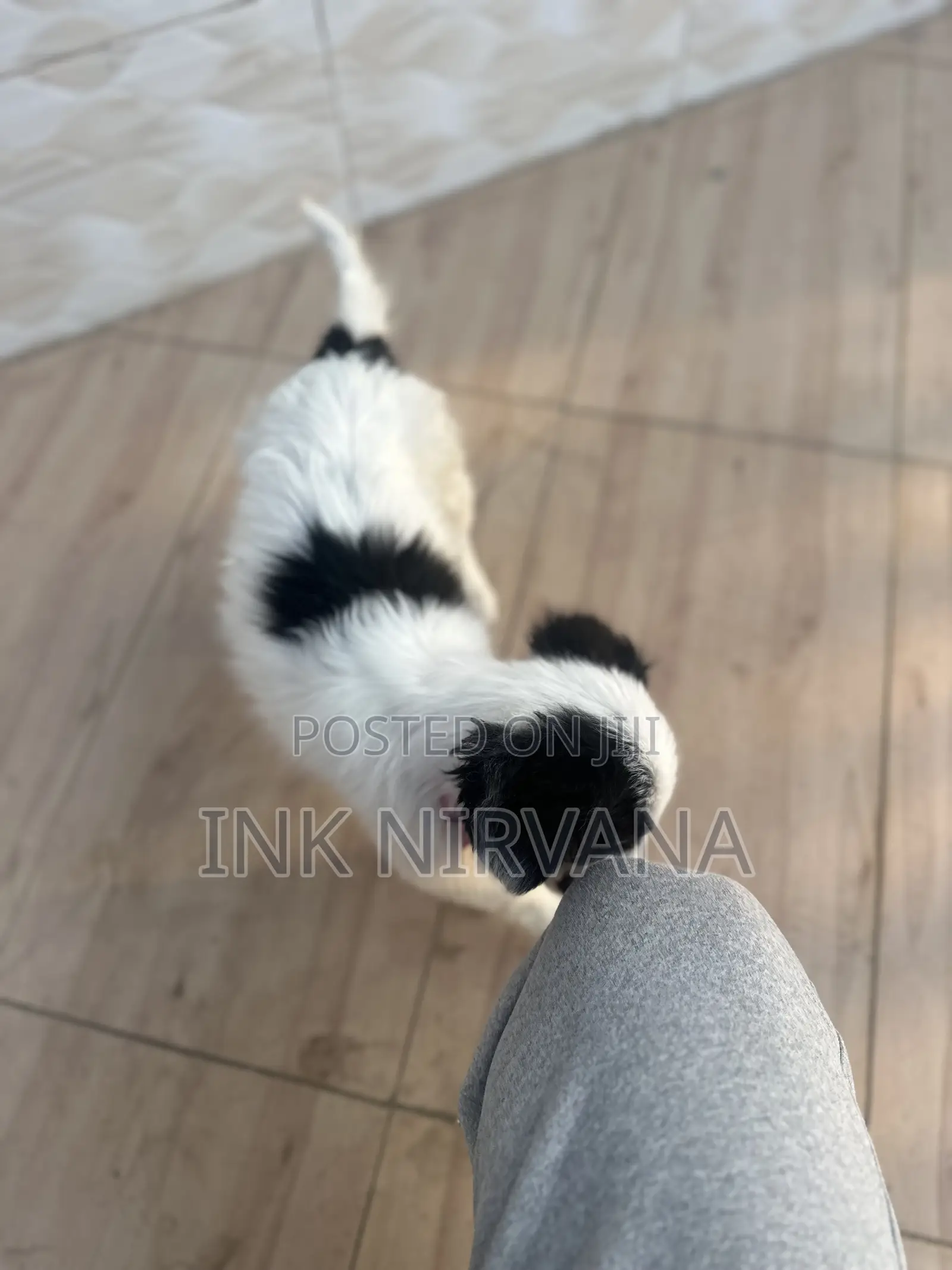 1-3 months Female Purebred Japanese Spitz