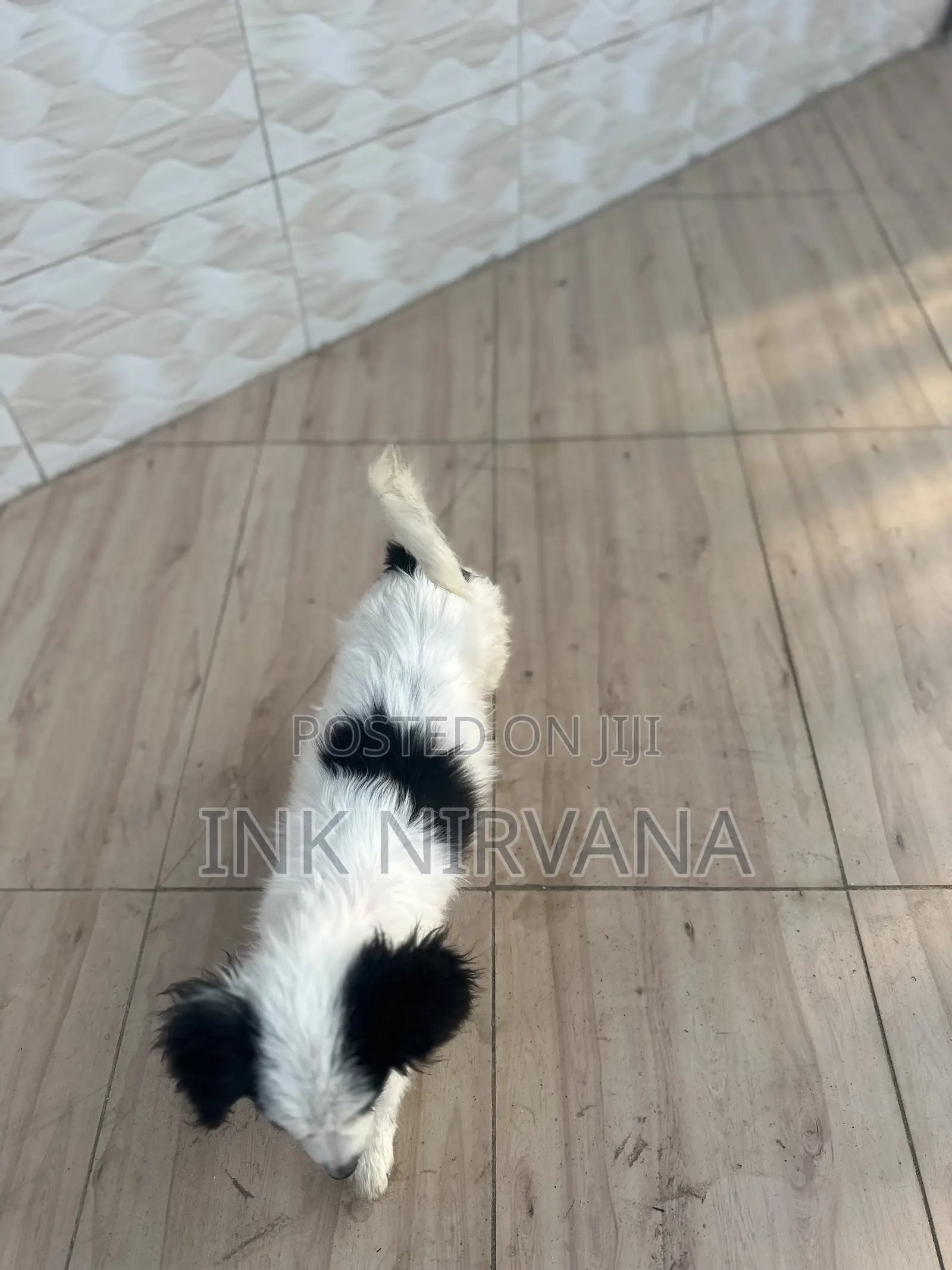 1-3 months Female Purebred Japanese Spitz