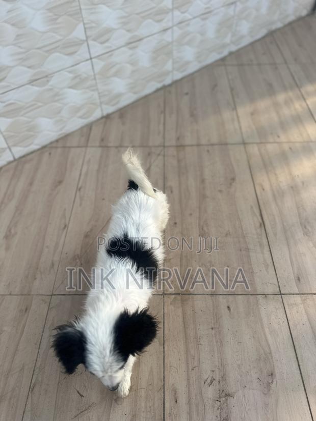 1-3 months Female Purebred Japanese Spitz - thumbnail 4