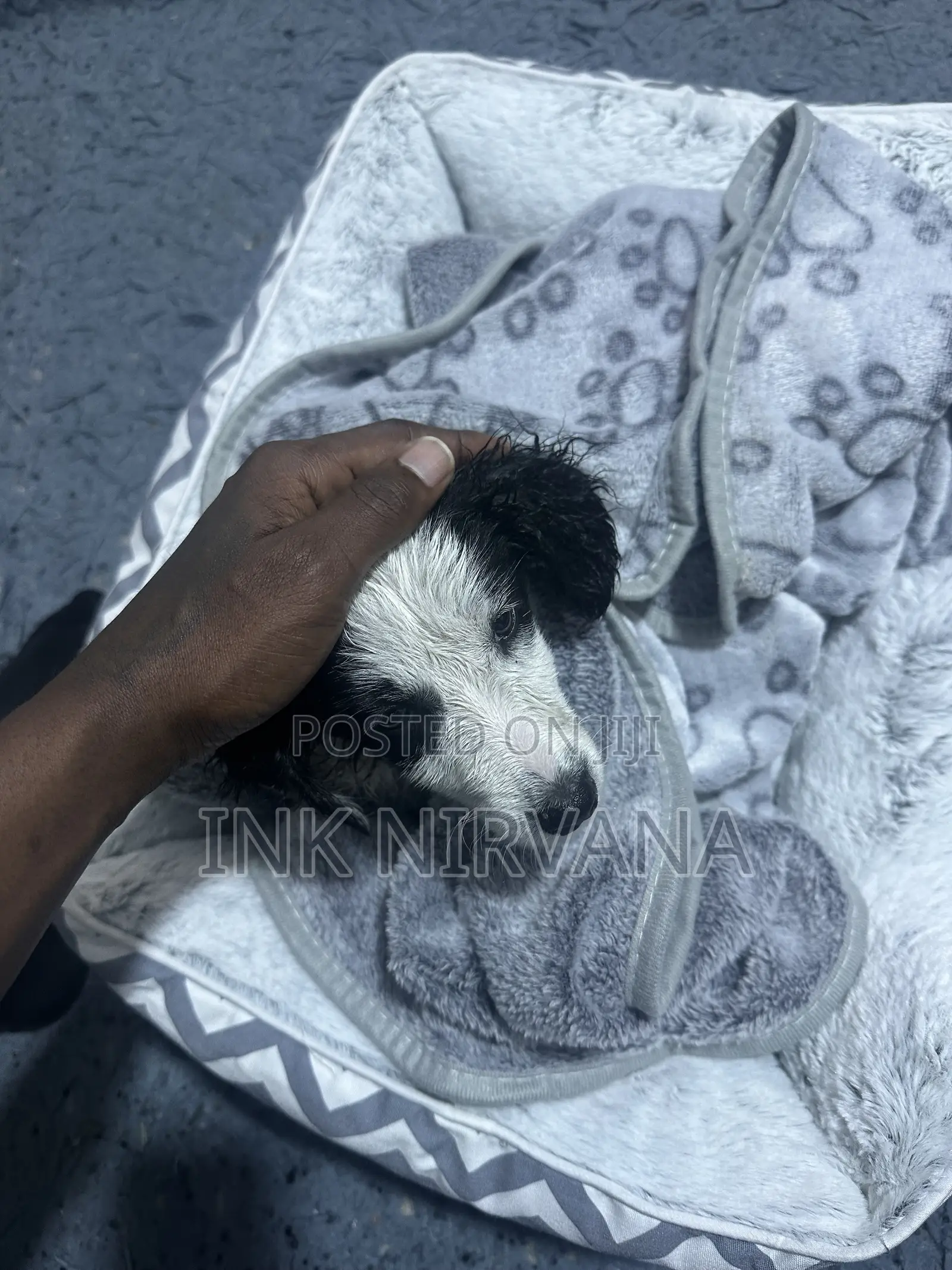 1-3 months Female Purebred Japanese Spitz