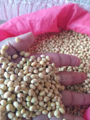 Soya Beans