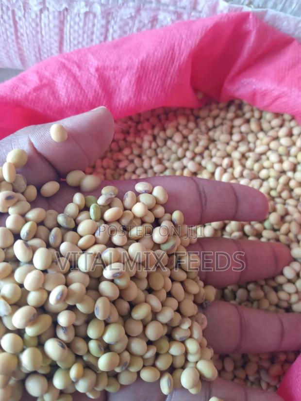 Soya Beans - thumbnail 2