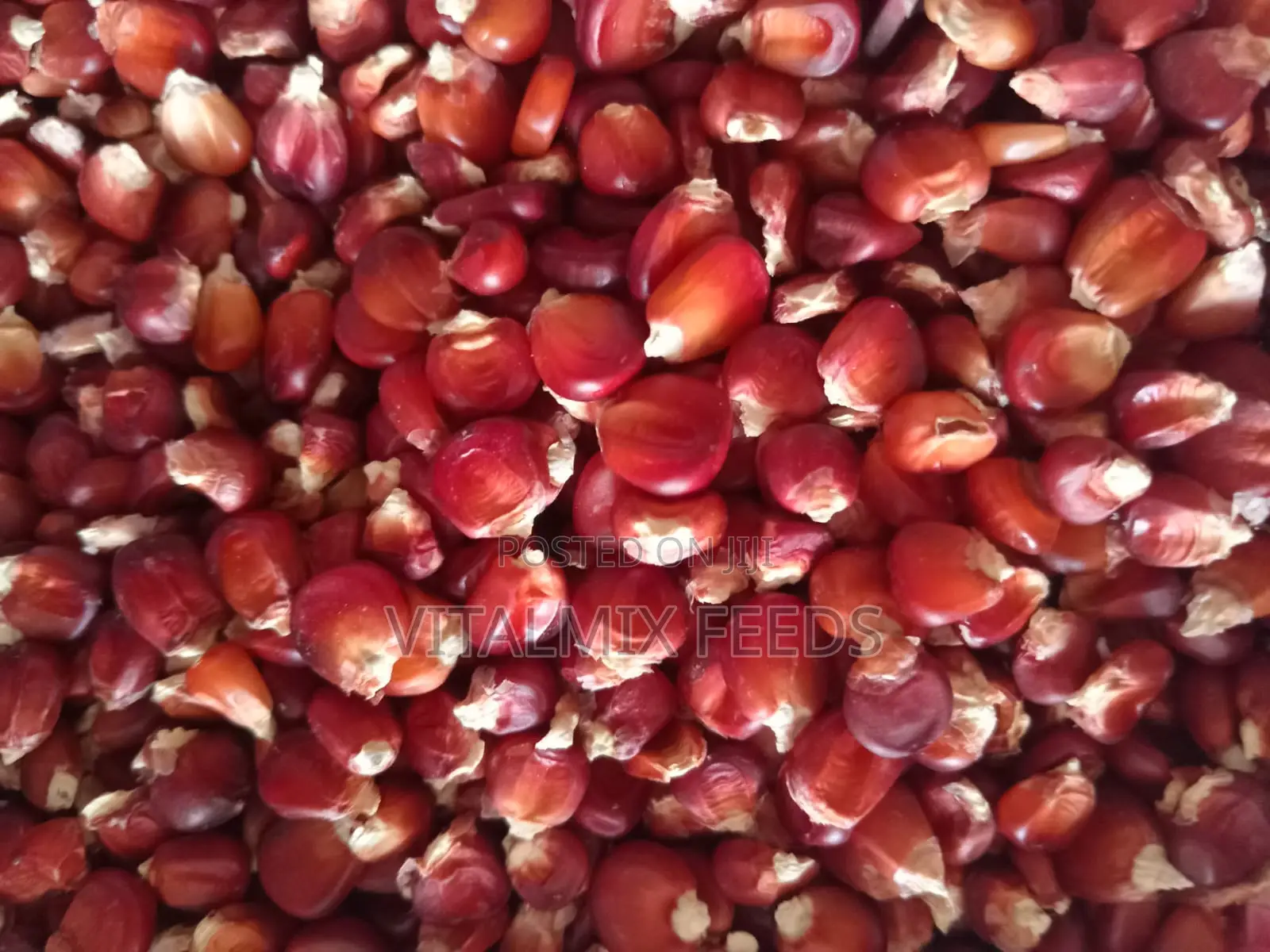 Heirloom Maize (Red Maize)