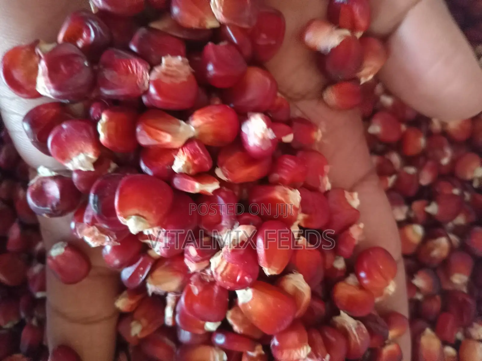 Heirloom Maize (Red Maize)