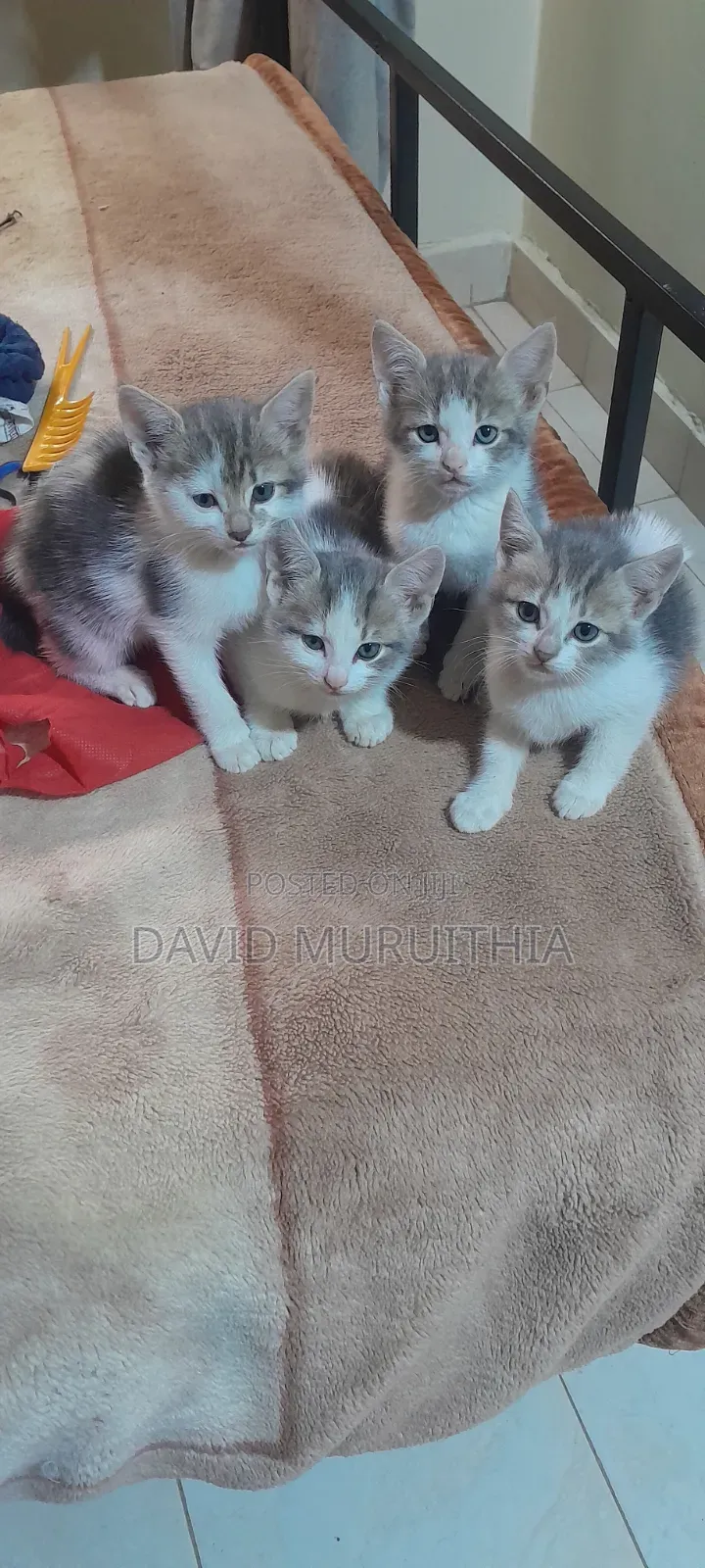 1-3 months Male Mixed Breed Cat