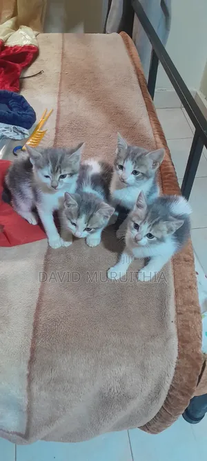 1-3 months Male Mixed Breed Cat