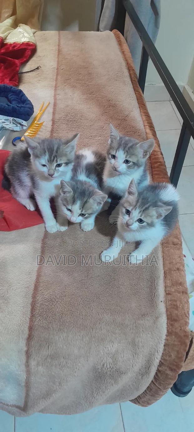 1-3 months Male Mixed Breed Cat - thumbnail 2