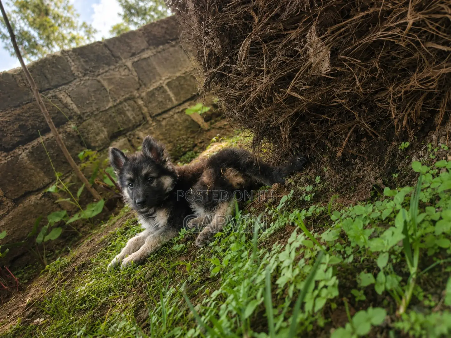 1-3 months Male Purebred German Shepherd