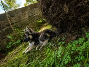 1-3 months Male Purebred German Shepherd