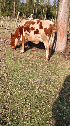 Selling This Smart Daily Cows Heifer 8month Incalf 