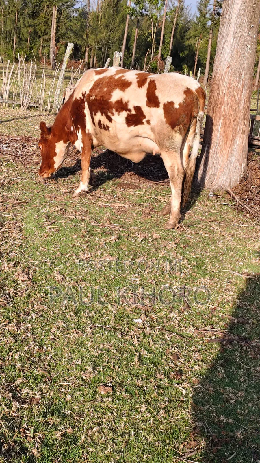 Selling This Smart Daily Cows Heifer 8month Incalf 