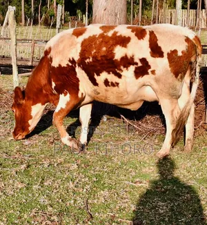 Selling This Smart Daily Cows Heifer 8month Incalf 