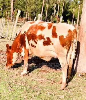 Selling This Smart Daily Cows Heifer 8month Incalf 