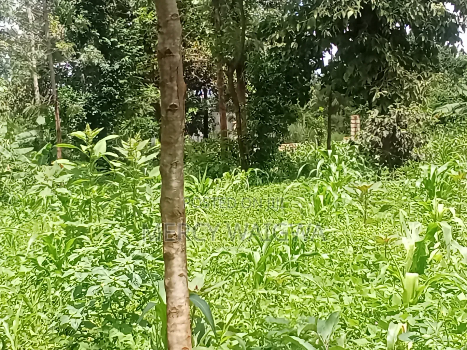 1/4 an Acre