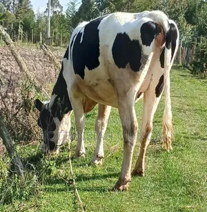 Dairy Cows for Sale