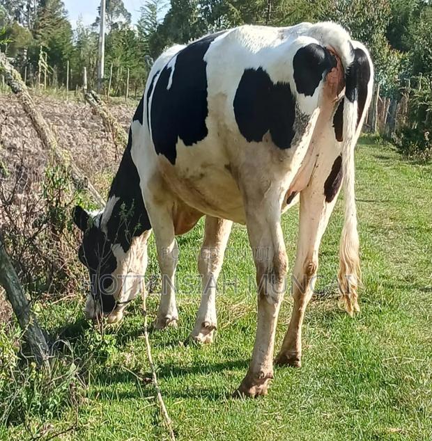 Dairy Cows for Sale
