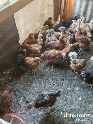 Chicks Available for Sale