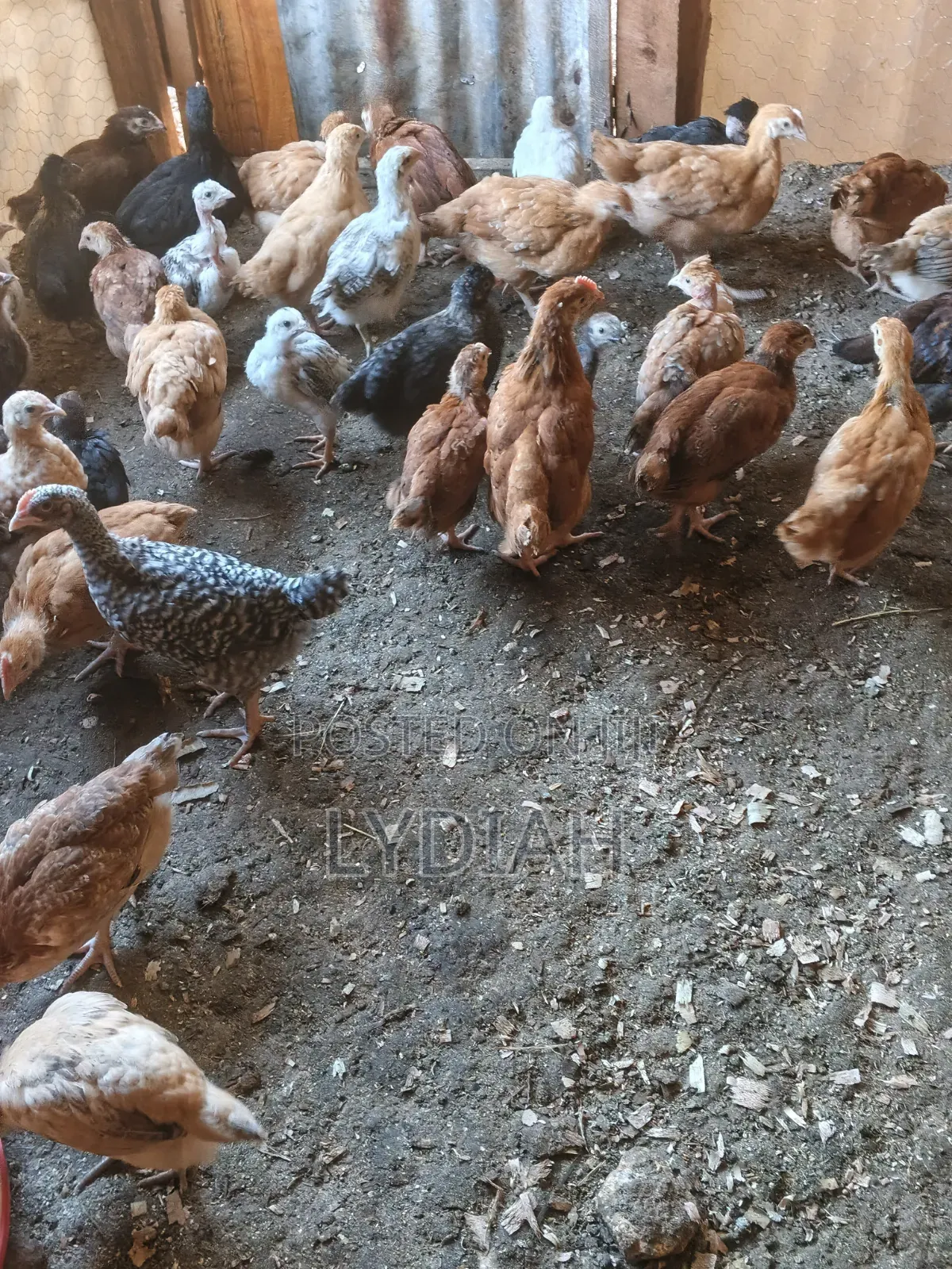 Chicks Available for Sale