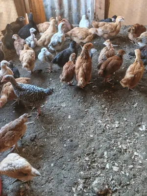 Chicks Available for Sale