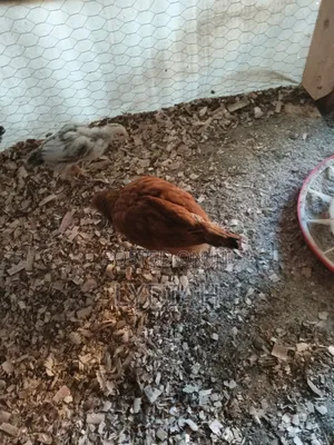 Chicks Available for Sale